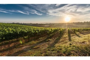 How to Travel and Work Around the World with WWOOF