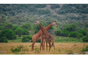 How to Save Money & Visit Rwanda on a Budget