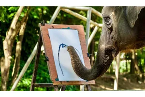 How to Help Stop Animal Abuse in the Tourism Industry