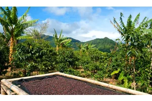 How to Tour a Coffee Plantation in Panama