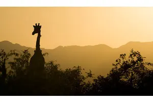 Six of the Greatest Safaris in Africa