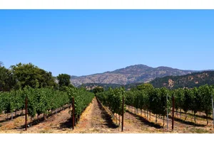 The 8 Best Napa Wine Tours