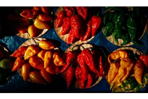 Eating the World’s Hottest Pepper