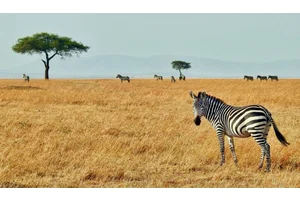 10 Epic Films to Inspire You to Visit Africa