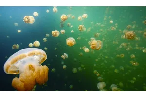 Your Guide to the Jellyfish Lake in Palau
