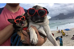 12 Things Every Person Who Wants to Travel with Their Dog Should Know